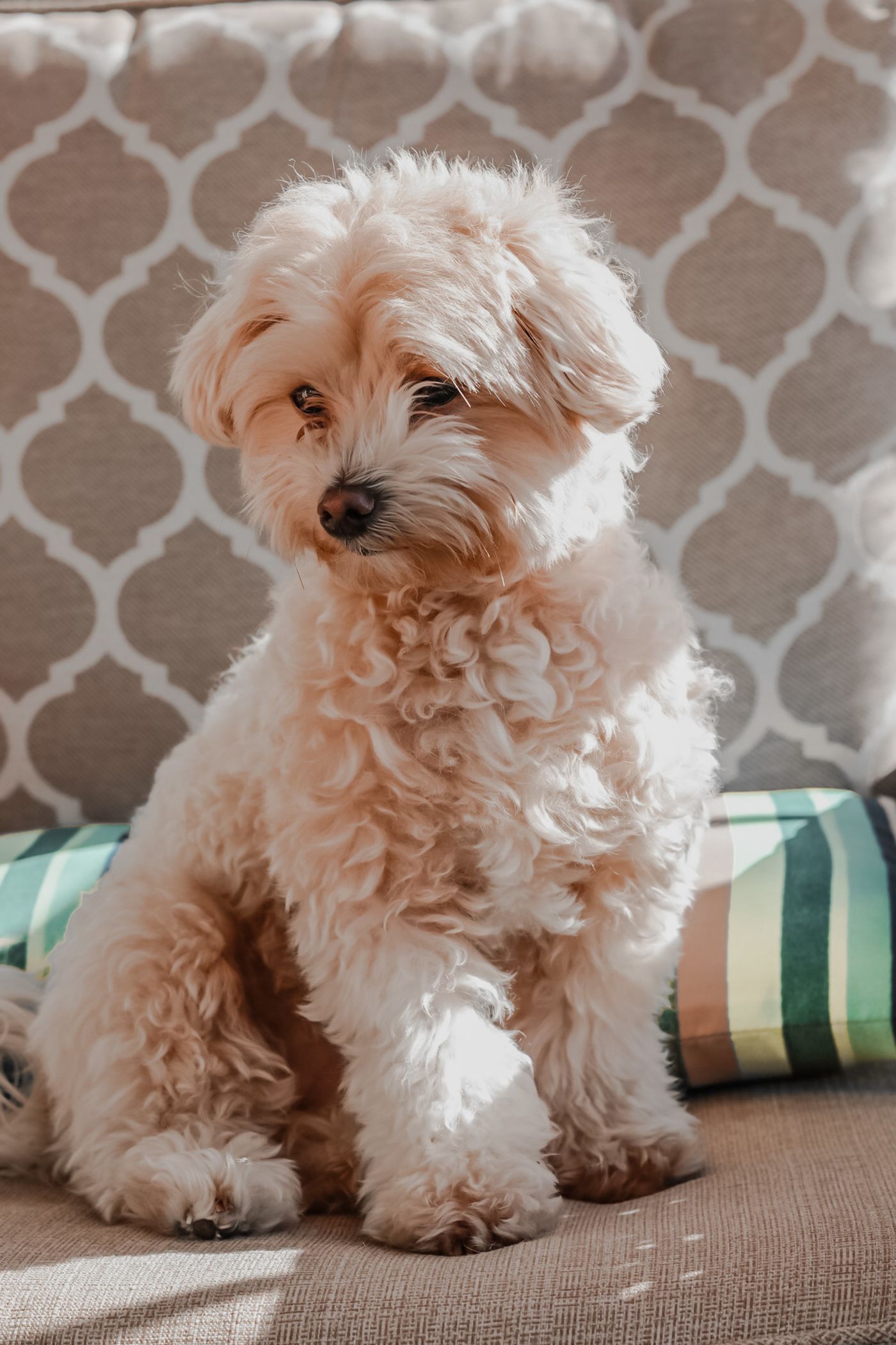 Close crop of a Maltipoo puppy's soft white curly coat and dark eyes